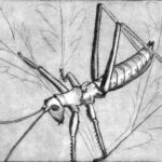 Kurs: Kaltnadelradierung