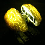 Brains II