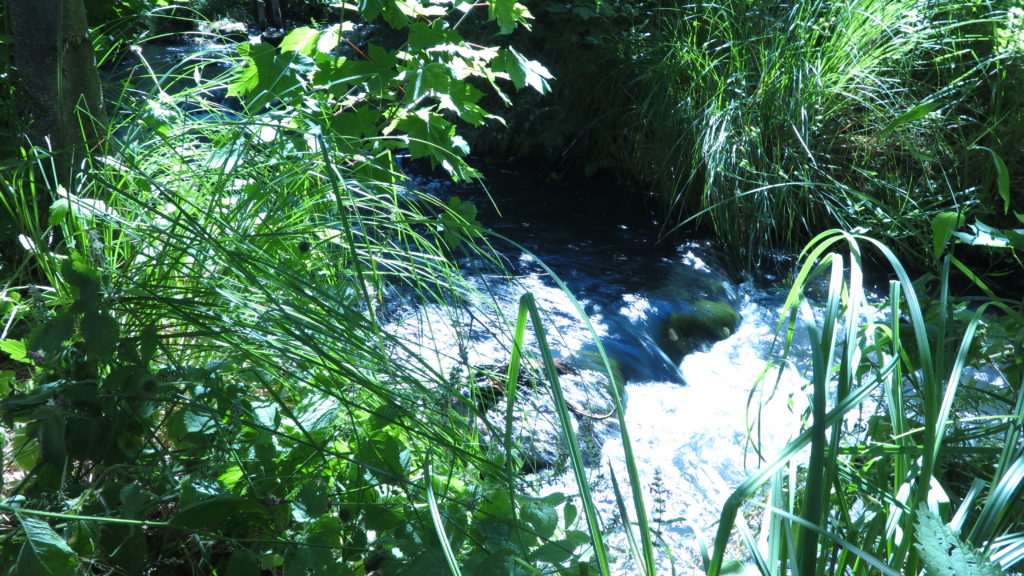 Sommer im Mühlengarten