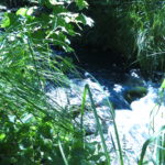 Sommer im Mühlengarten